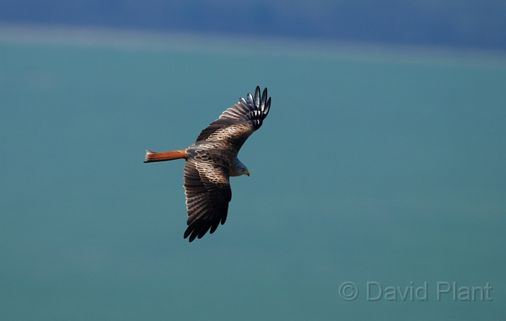 Red kite - C.jpg - Red kite - Oxfordshire